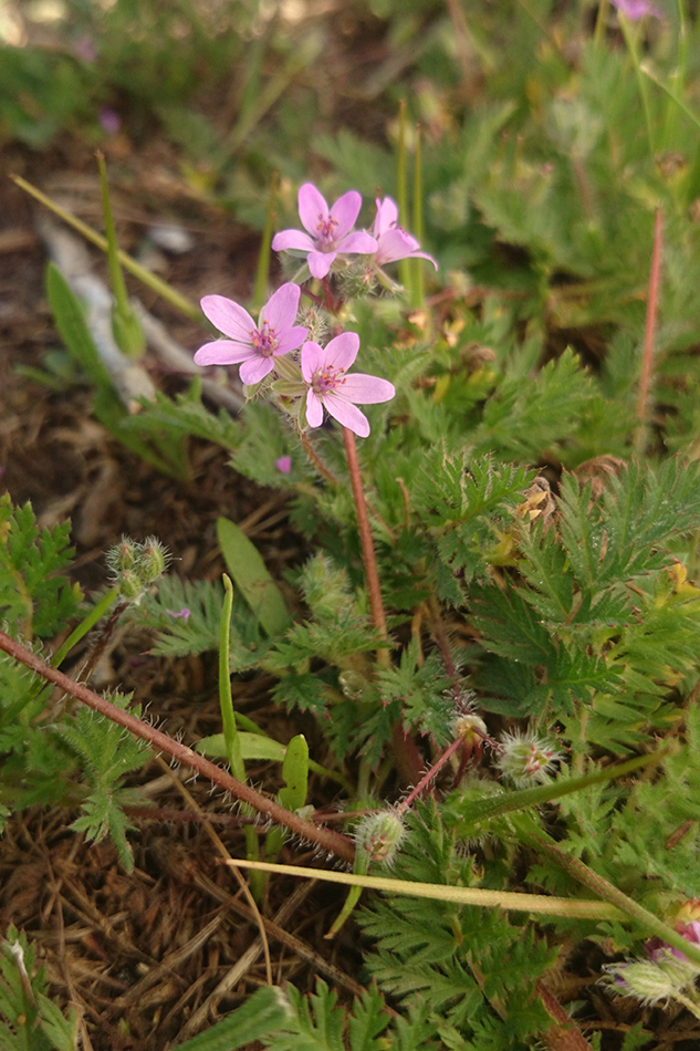 Изображение особи Erodium cicutarium.