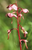 Pyrola incarnata. Часть соцветия. Амурская обл., Магдагачинский р-н, окр. пос. Магдагачи, смешанный лес вдоль берега водохранилища (р. Горчаки). 29.06.2016.