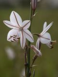 Asphodelus fistulosus