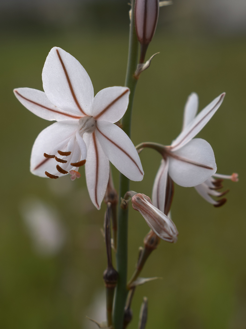 Изображение особи Asphodelus fistulosus.