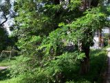 Robinia pseudoacacia. Нижние части стволов и часть кроны взрослых деревтев. Приморский край, г. Владивосток, Фрунзенский р-н, в озеленении города. 04.08.2016.