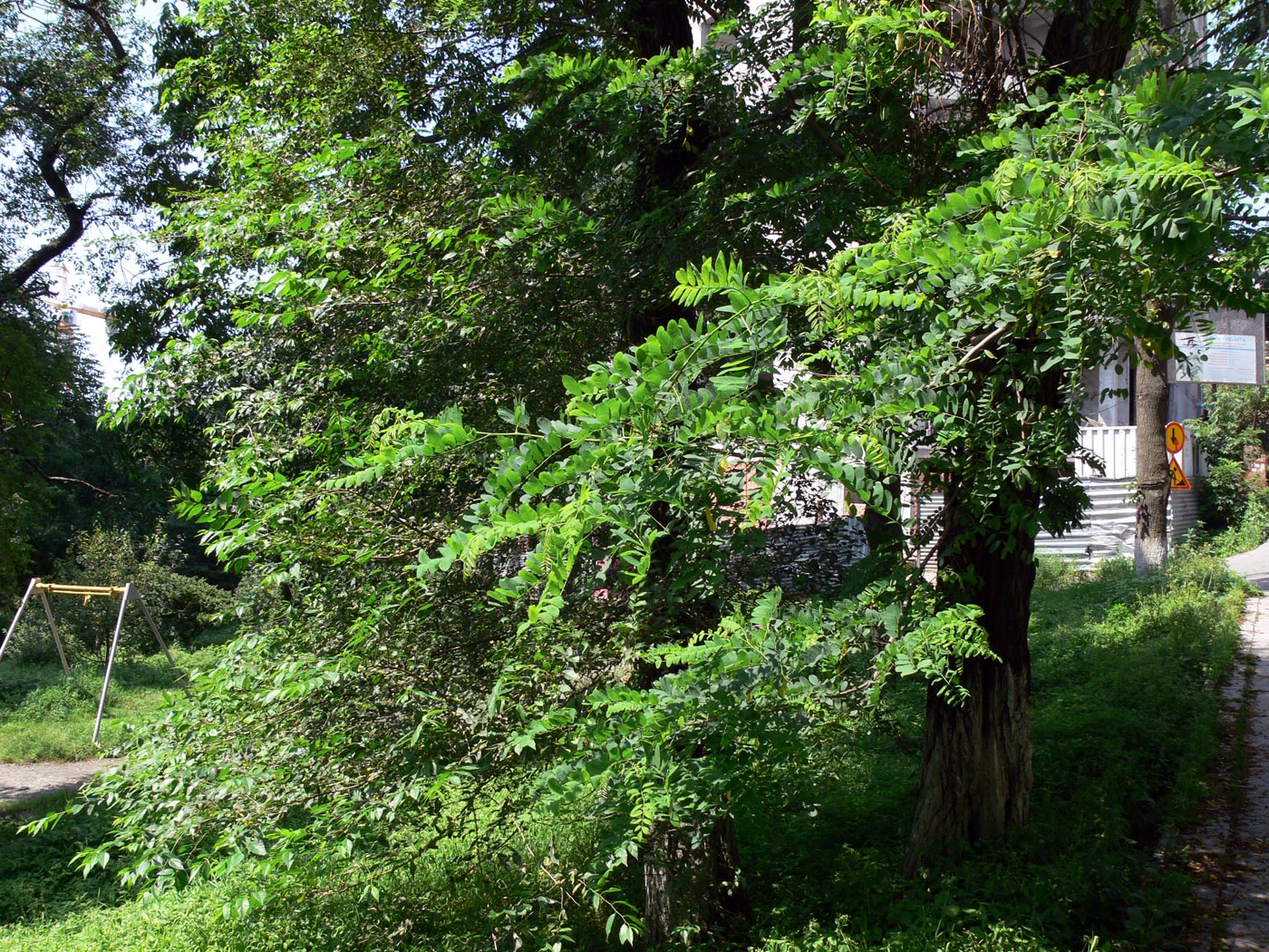 Изображение особи Robinia pseudoacacia.