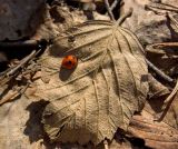 род Sorbus. Обратная сторона сухого листа с сидящей божьей коровкой. Башкортостан, Белорецкий р-н, ж.-д. мост в р-не дер. Бердагулово, правый берег р. Малый Инзер. 29 апреля 2017 г.