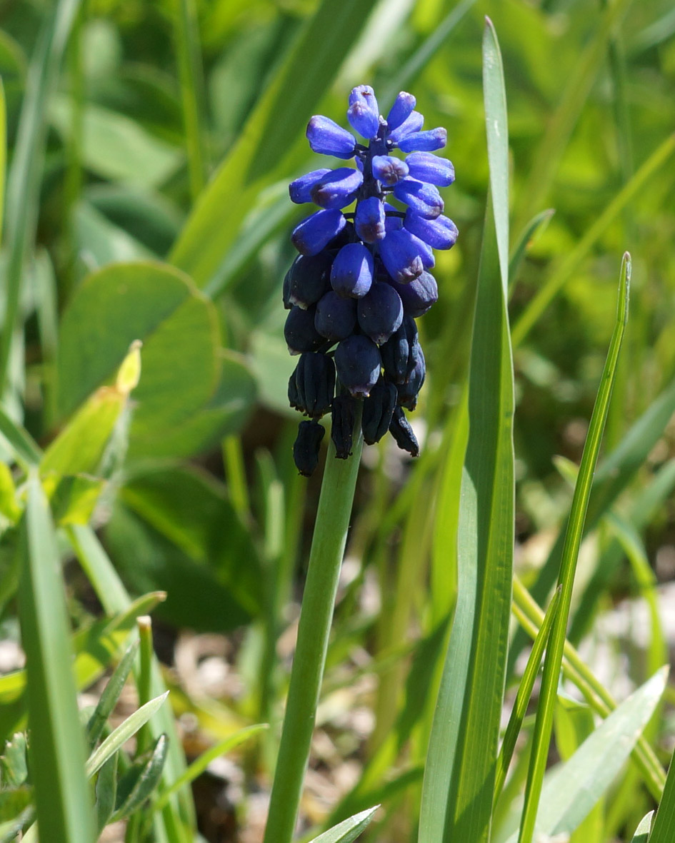 Изображение особи род Muscari.