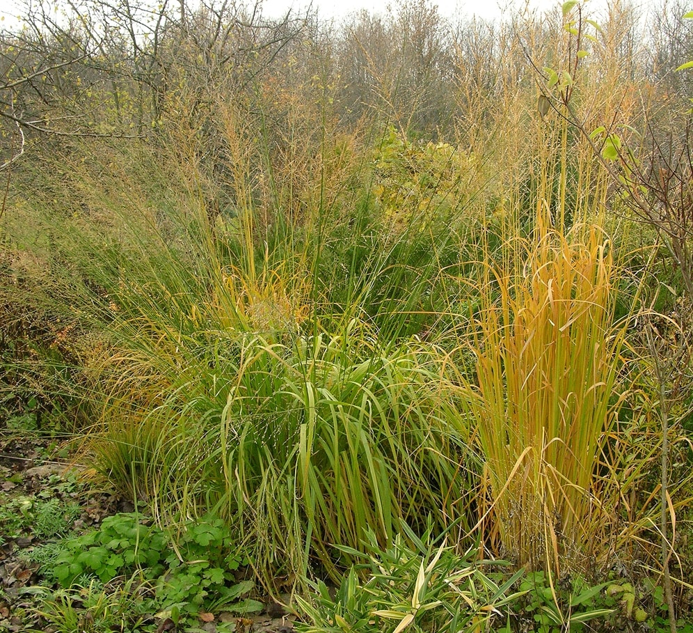 Image of Molinia caerulea ssp. arundinacea specimen.