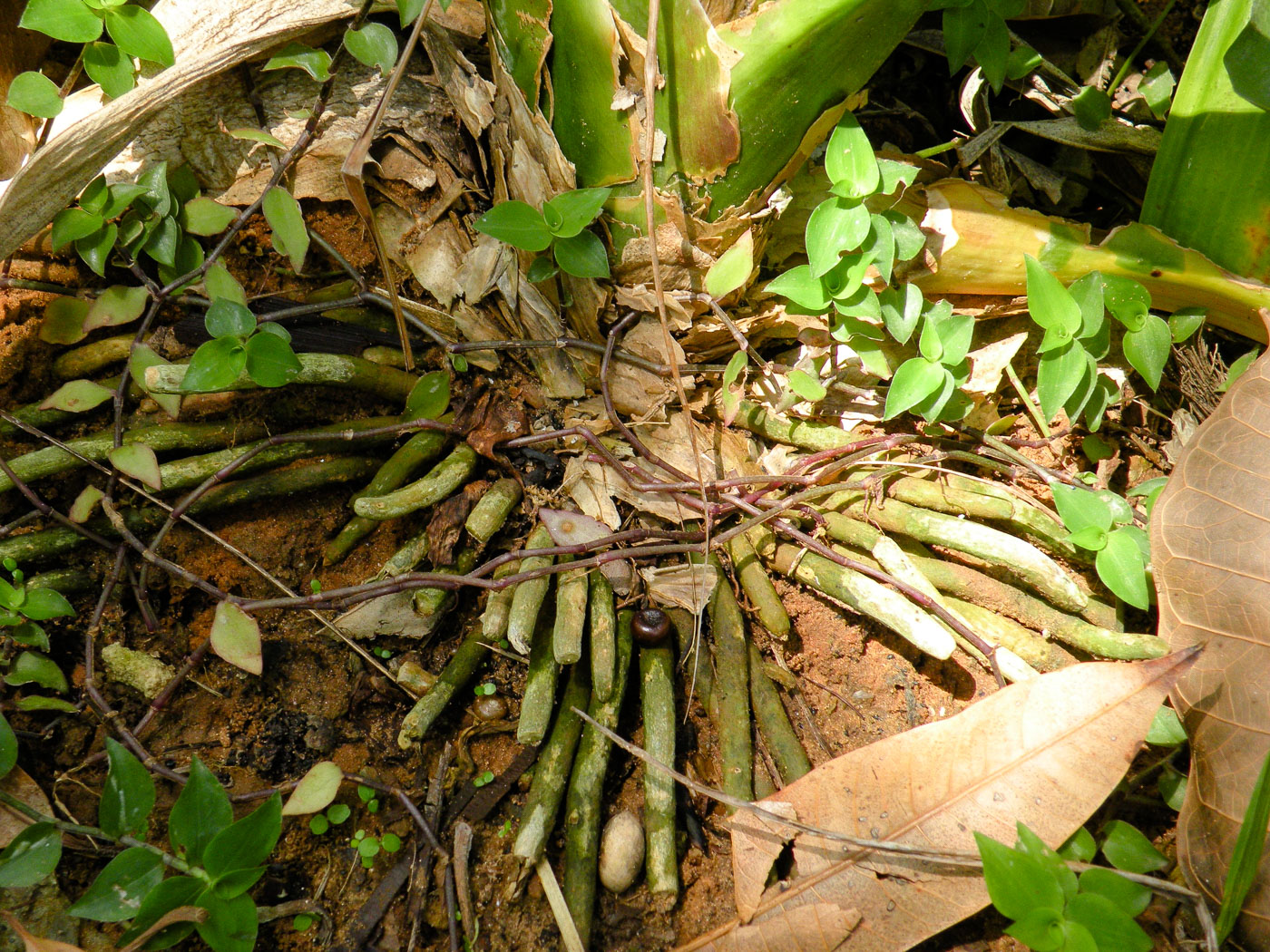 Image of Clivia miniata specimen.