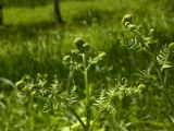 Pteridium pinetorum