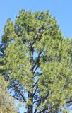 Pinus roxburghii. Часть кроны дерева. Абхазия, г. Сухум, Сухумский ботанический сад, в культуре. 7 марта 2016 г.