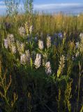 Astragalus adsurgens