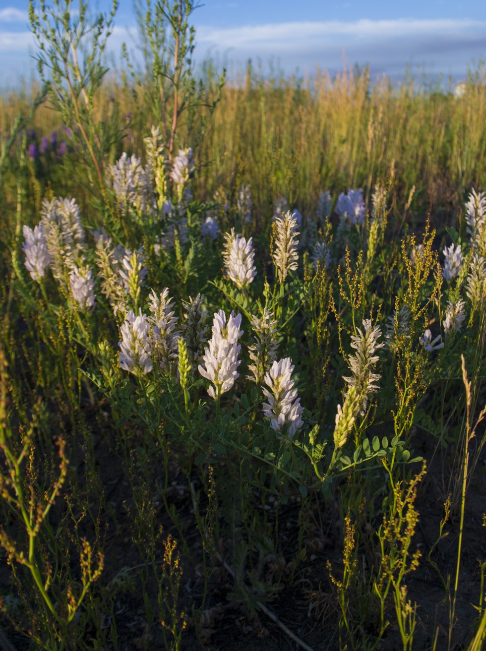 Изображение особи Astragalus adsurgens.