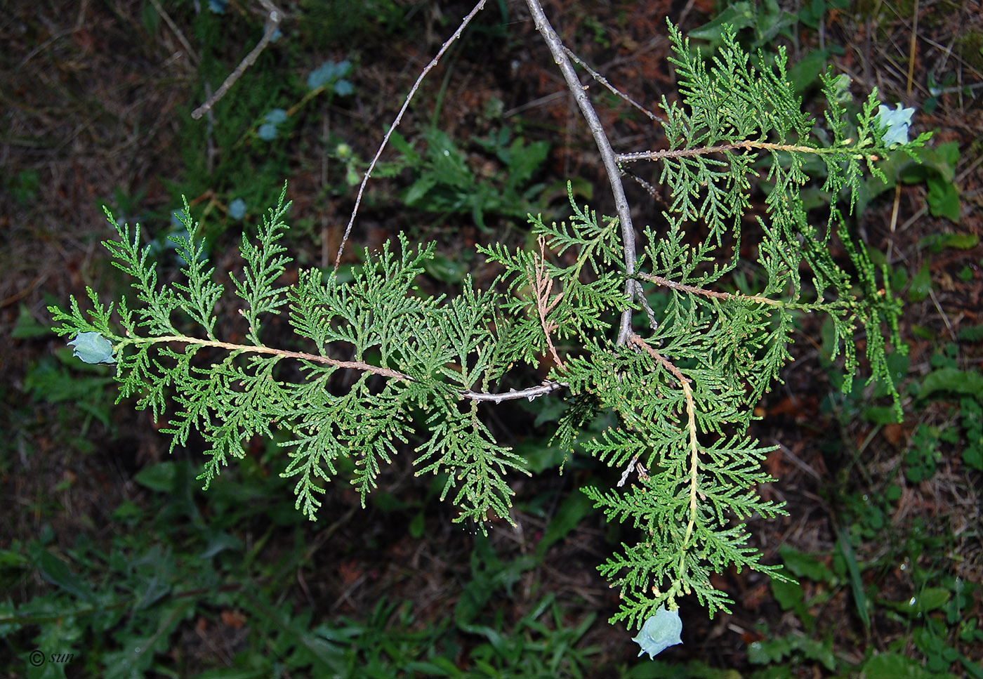 Изображение особи Platycladus orientalis.