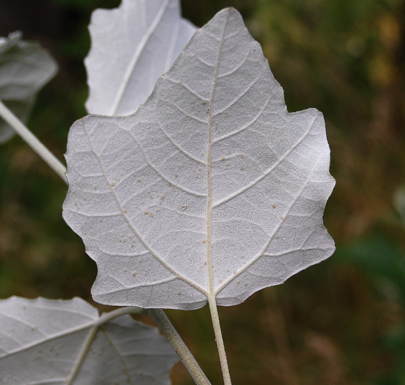 Image of Populus alba specimen.