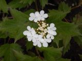 Viburnum opulus. Соцветие с цветками и бутонами. Камчатский край, Елизовский городской округ, урочище Парк, в культуре. 10.07.2017.