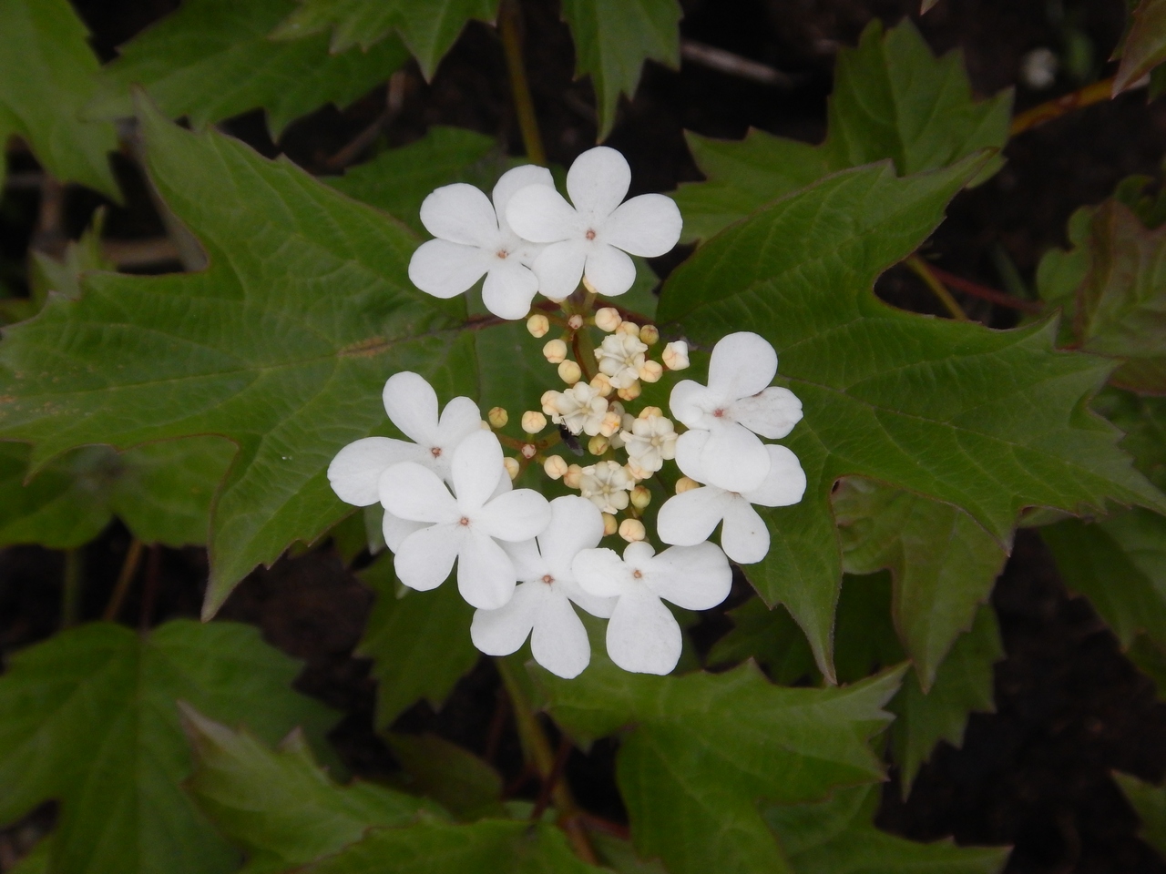 Image of Viburnum opulus specimen.