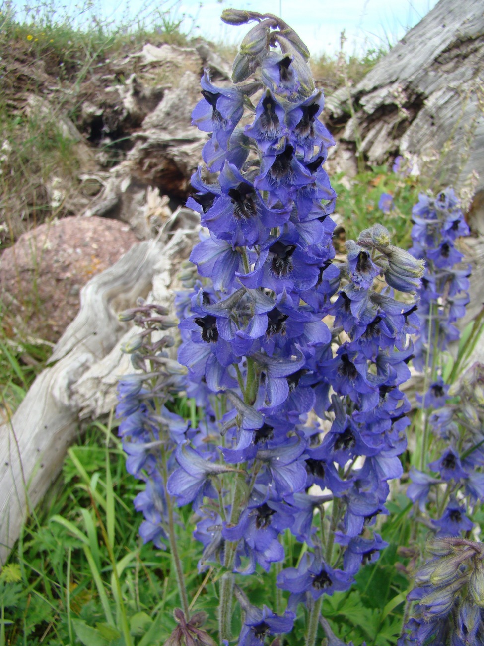 Image of Delphinium turkestanicum specimen.