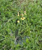 Verbascum xanthophoeniceum