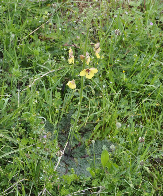 Изображение особи Verbascum xanthophoeniceum.