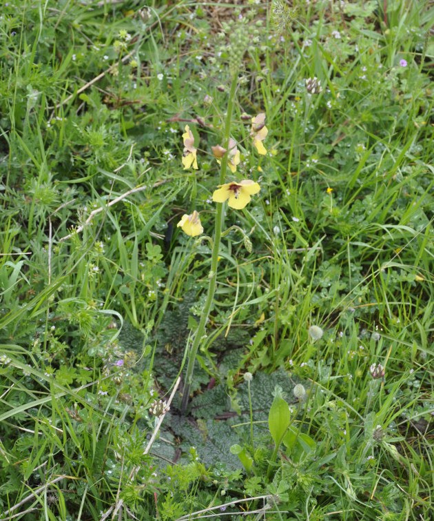 Image of Verbascum xanthophoeniceum specimen.