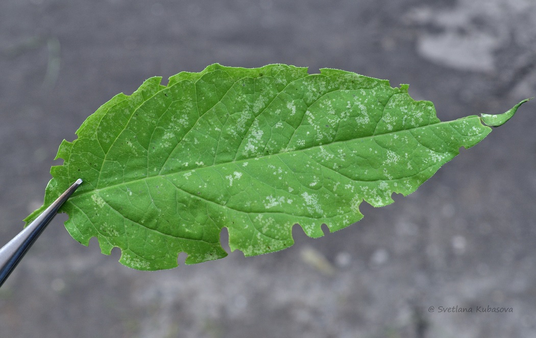 Image of Syringa &times; henryi specimen.