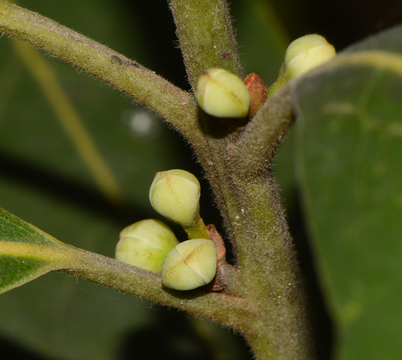 Image of Laurus novocanariensis specimen.