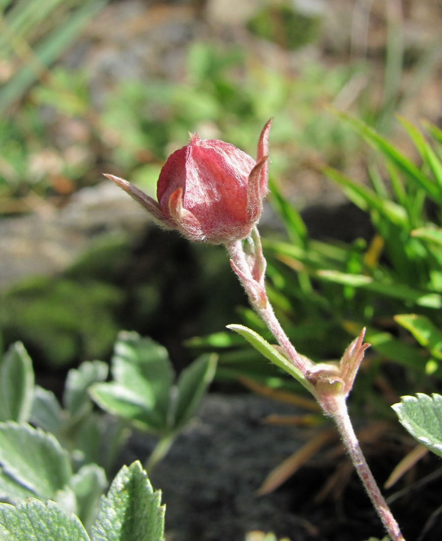 Изображение особи Potentilla divina.