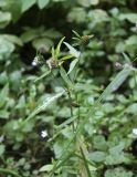 Bidens cernua. Верхняя часть плодоносящего растения. Москва, Измайловский парк, у велосипедной тропы по лесу. 10.09.2017.