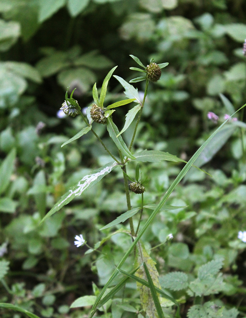 Image of Bidens cernua specimen.