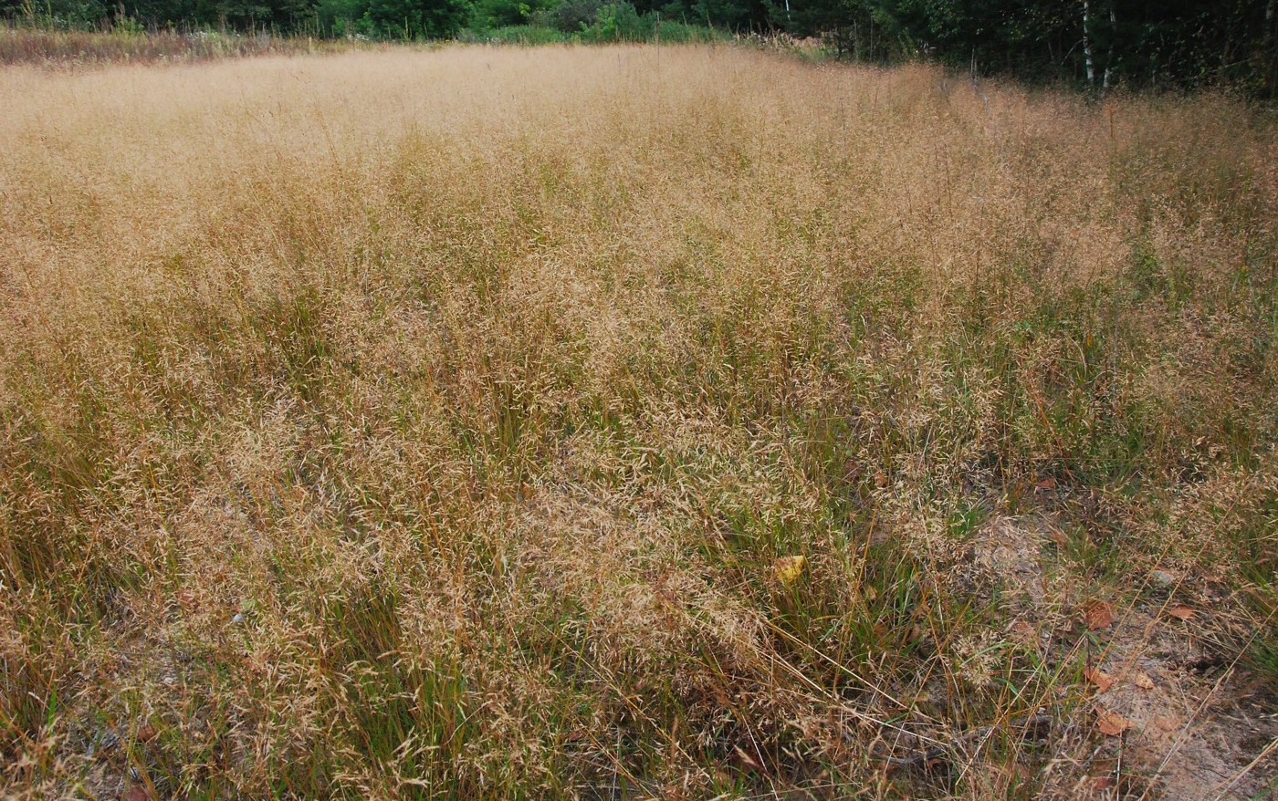 Изображение особи Agrostis tenuis.