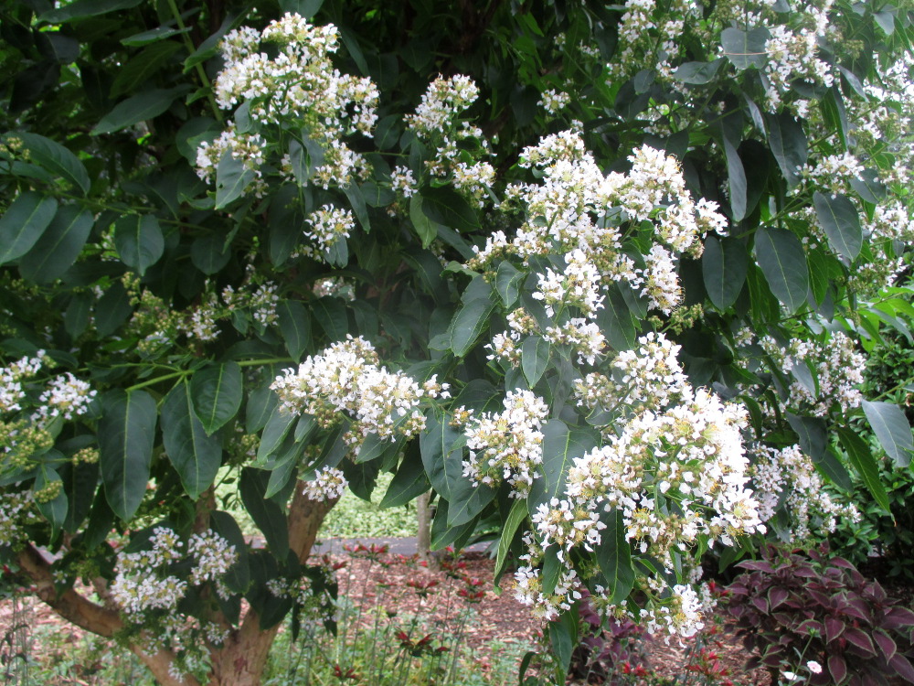 Изображение особи Lagerstroemia limii.