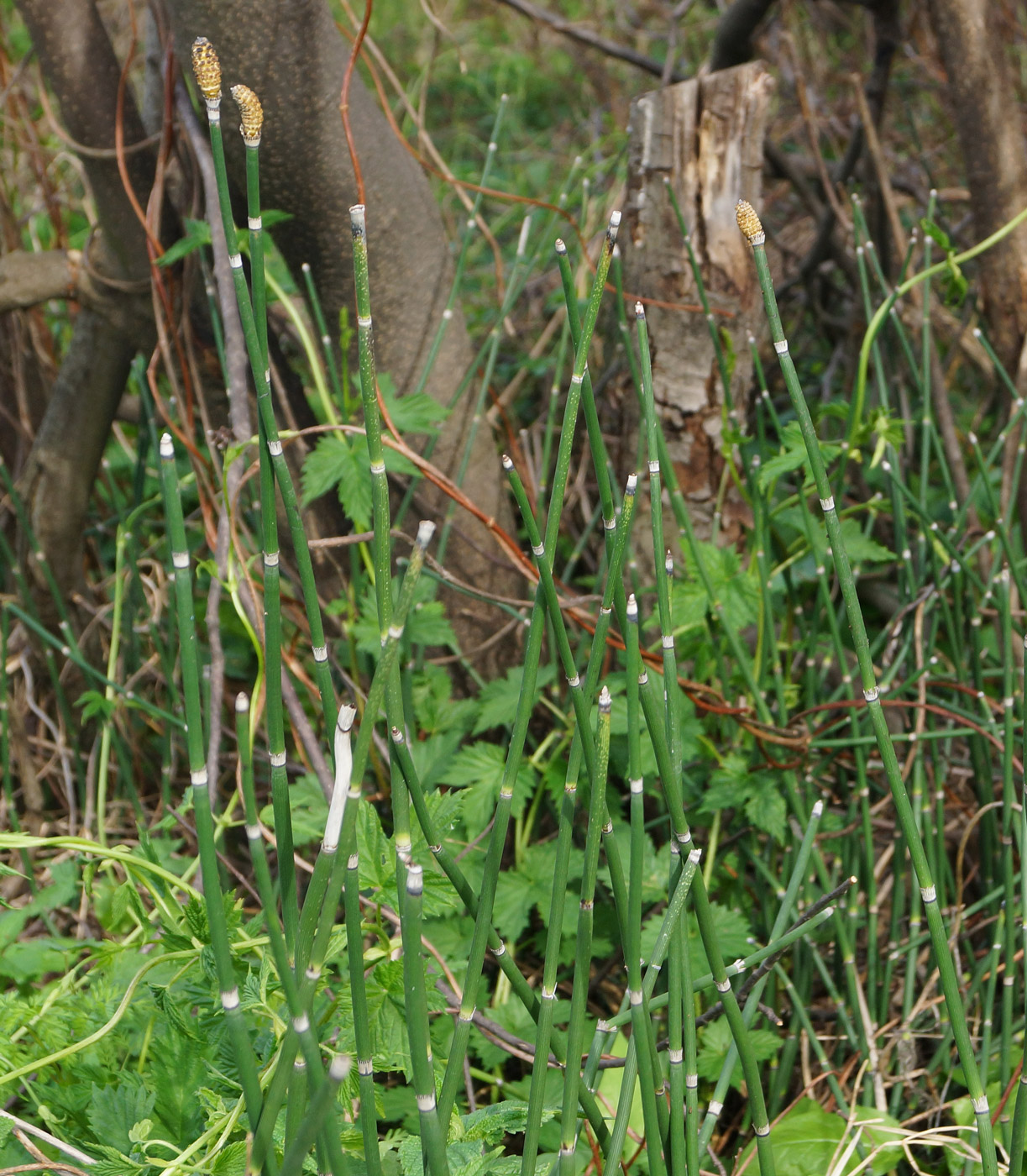Image of Equisetum hyemale specimen.