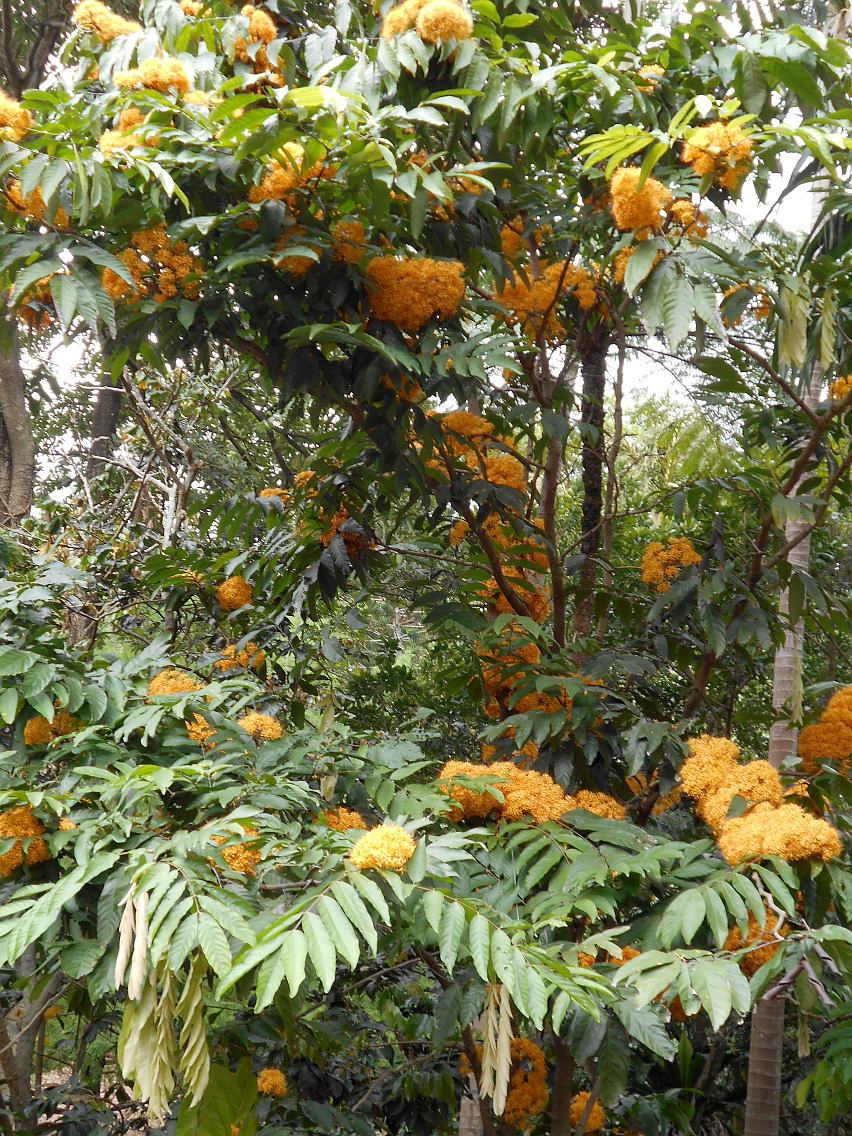 Image of Saraca thaipingensis specimen.