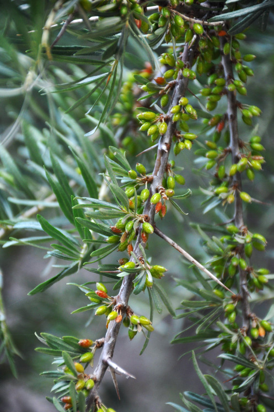 Image of Hippophae rhamnoides specimen.