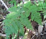 Dryopteris expansa. Вайя. Сахалинская обл., о. Итуруп, окр. с. Горное. 26.07.2107.