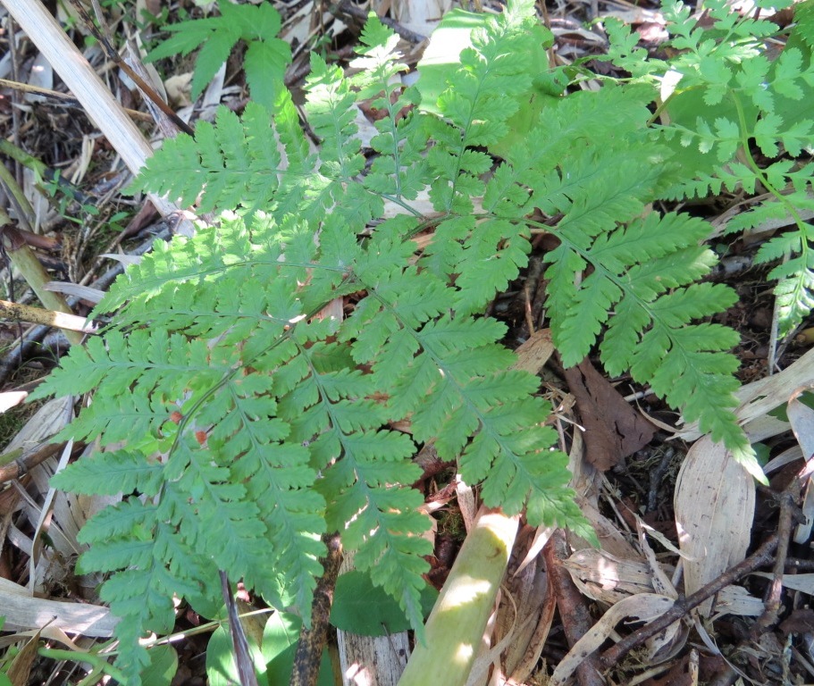 Image of Dryopteris expansa specimen.