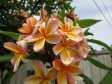 Plumeria rubra