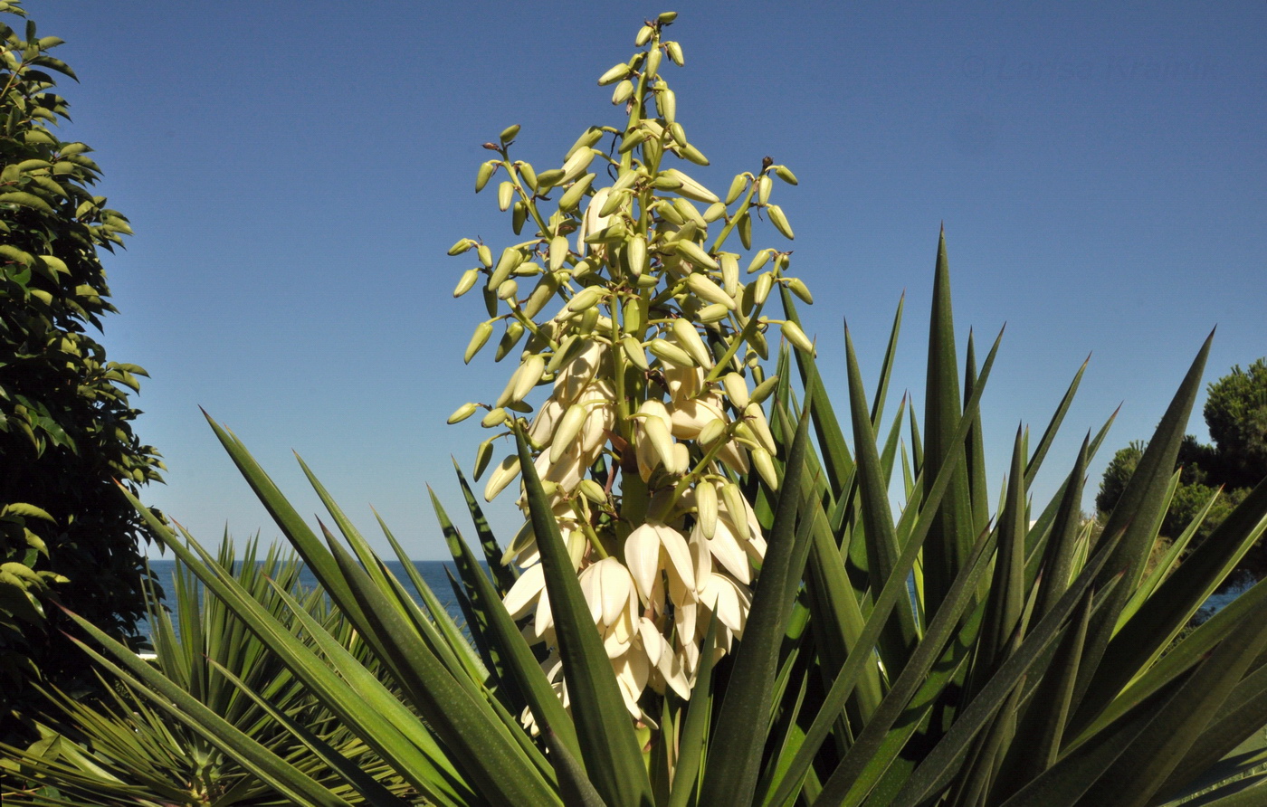 Image of genus Yucca specimen.