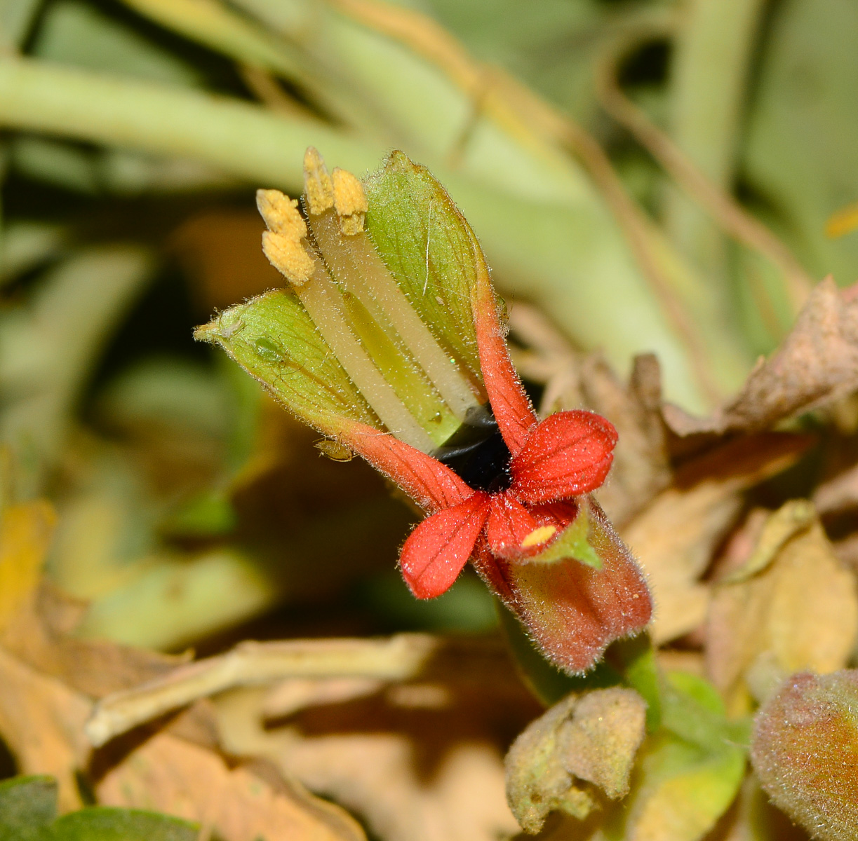 Image of Melianthus comosus specimen.
