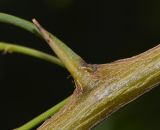 Prosopis juliflora