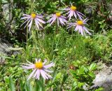 Aster alpinus