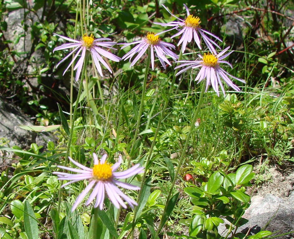 Image of Aster alpinus specimen.
