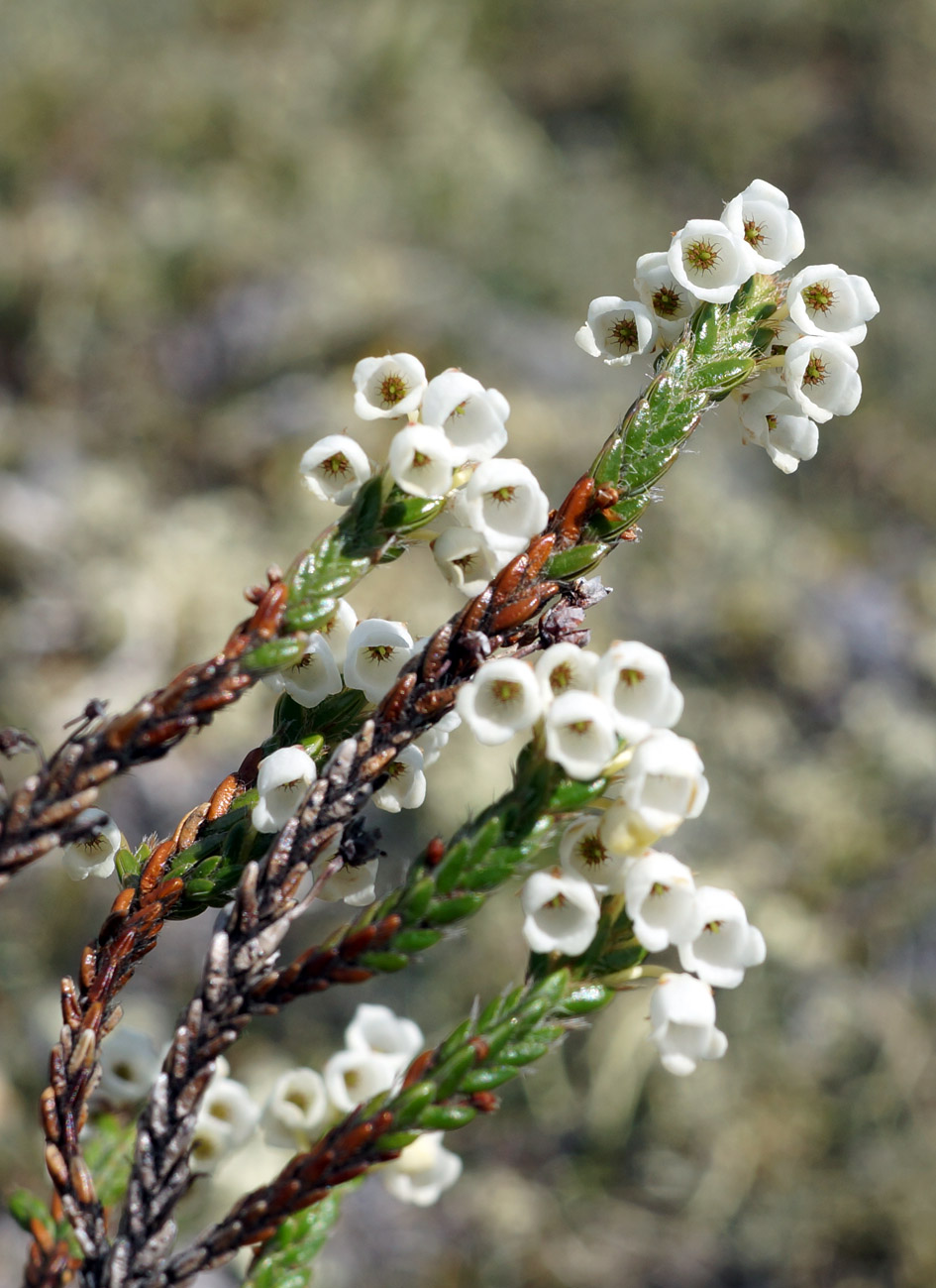 Изображение особи Cassiope ericoides.