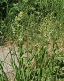 Dactylis glomerata. Верхушки цветущих побегов. Восточный Казахстан, г. Усть-Каменогорск, правый берег р. Иртыш, обочина дороги вблизи здания. 31.05.2017.