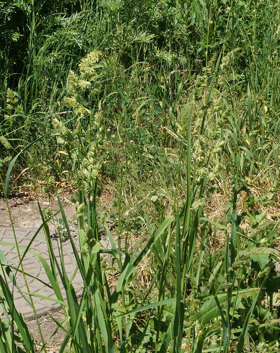 Изображение особи Dactylis glomerata.