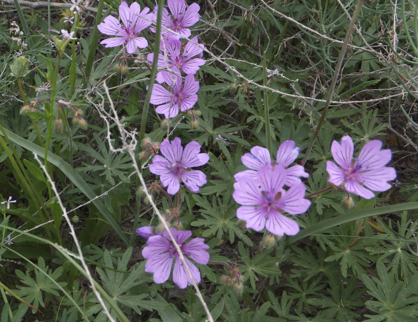 Image of Geranium transversale specimen.