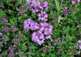 Thymus caucasicus