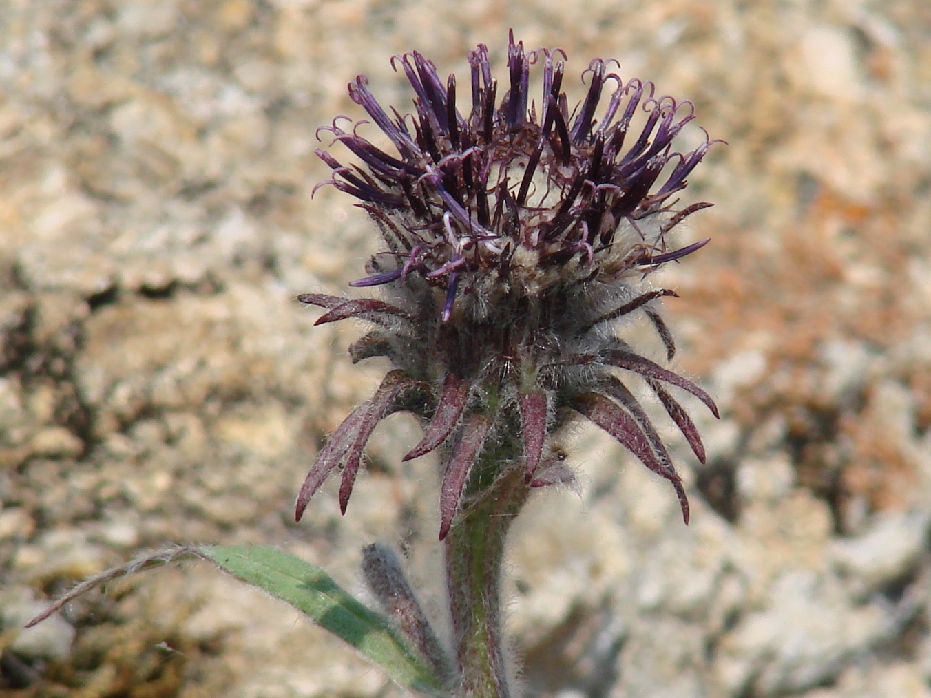 Изображение особи Saussurea schanginiana.