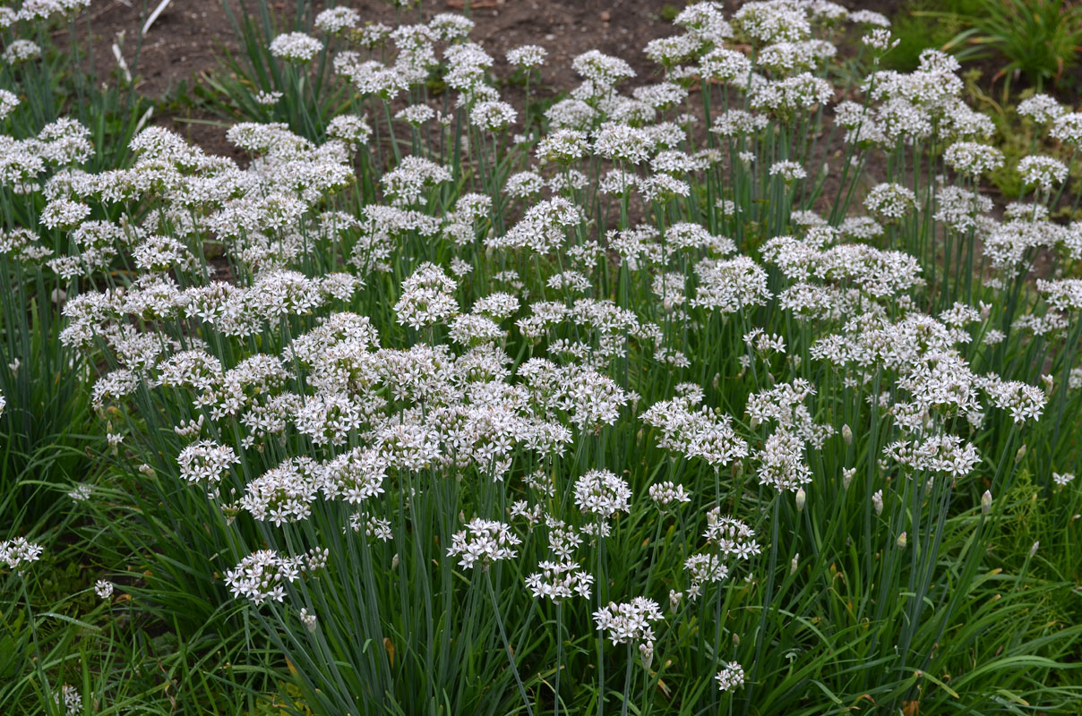 Изображение особи Allium tuberosum.