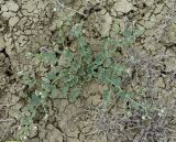 genus Zygophyllum