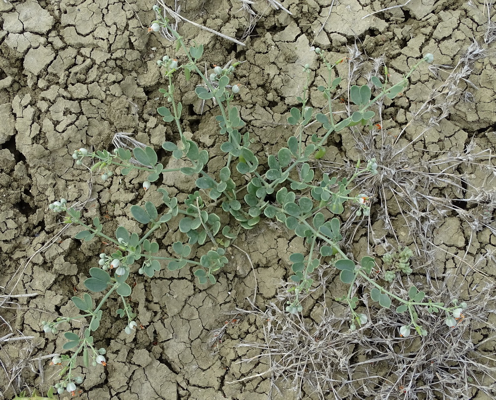 Image of genus Zygophyllum specimen.