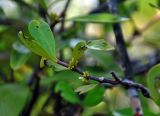 Hydnophytum formicarum. Верхушка побега с незрелыми плодами. Малайзия, о-в Калимантан, национальный парк Бако, песчаниковое плато, ≈ 100 м н.у.м., редкостойный пустошный лес \"паданг\". 09.05.2017.